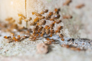 شركة مكافحة النمل الابيض بالطائف
