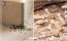 شركة مكافحة النمل الابيض بحائل